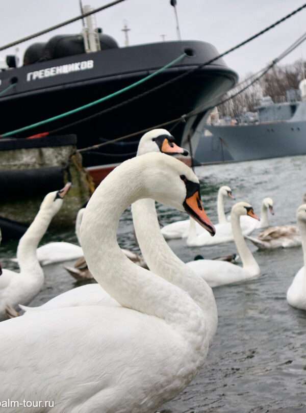 Baltiisk