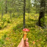 Актив-тур ПЛЮС по Алтаю: конные прогулки, сплав, трекинг, Чуйский тракт!