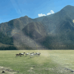 Актив-тур ПЛЮС по Алтаю: конные прогулки, сплав, трекинг, Чуйский тракт!