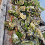 Красивое лето на Сахалине